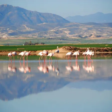 Frixos Lejlighedshotel Larnaca